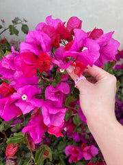 Reversible Flip Flower Power Pink Ring